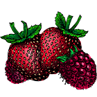 Fruits