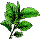 Menthe