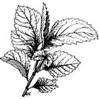 Menthe